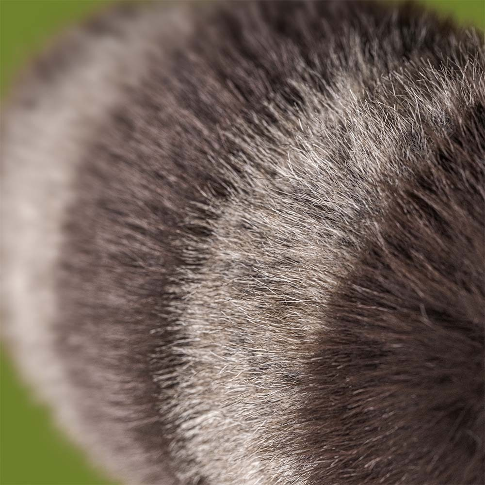 JELLYCAT - Trixiwoo Racoon – Image 2